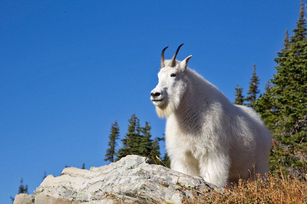 снежная коза скалистых гор причисляется к козлиным антилопам