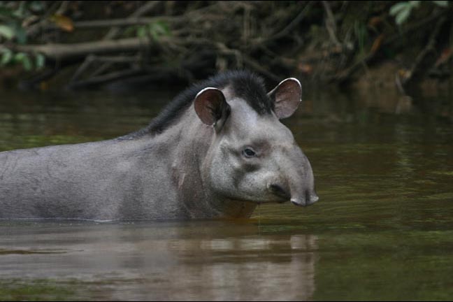 Тапиры очень добродушные, миролюбивые и пугливые животные