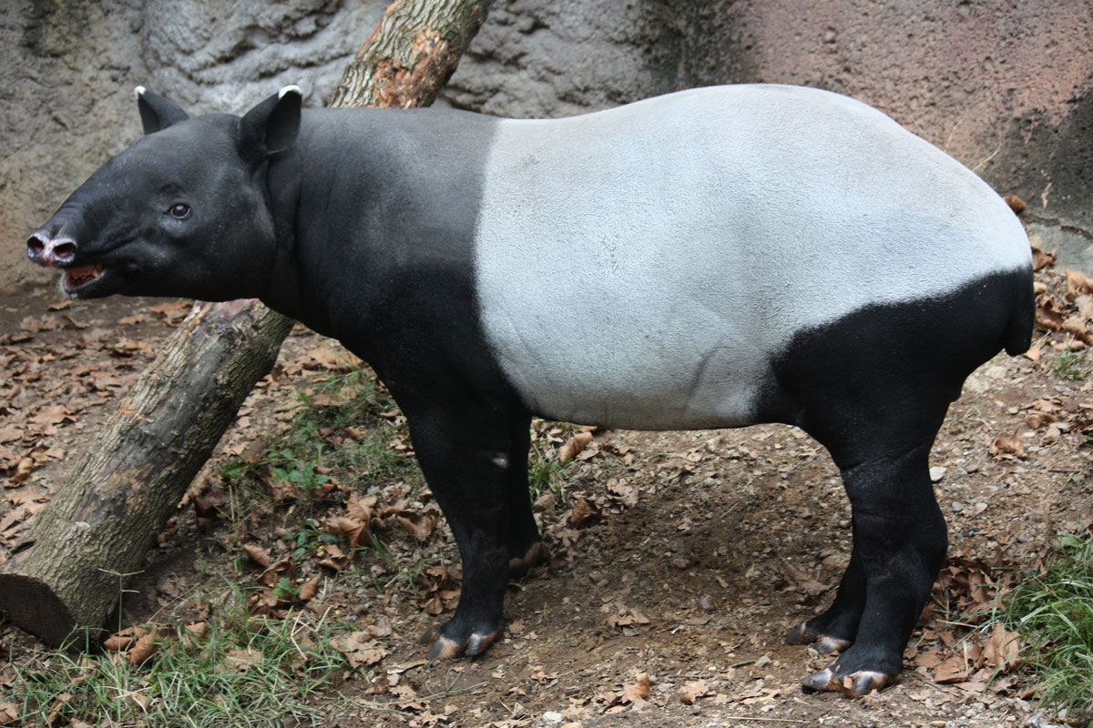 Тапиры – близкие родственники лошадей