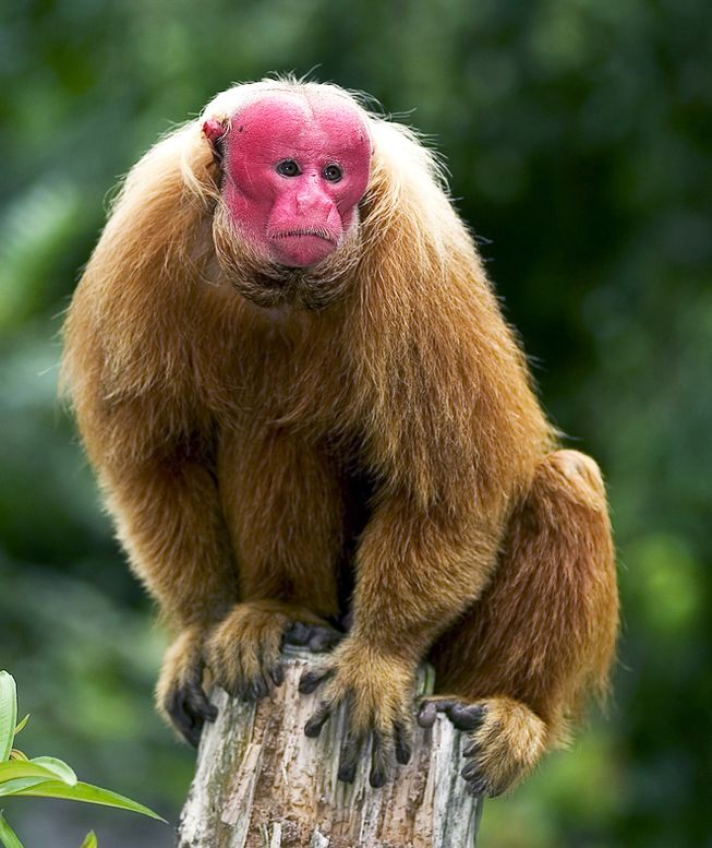 Единственные короткохвостые обезьяны Нового Света – это удивительные уакари - какажао