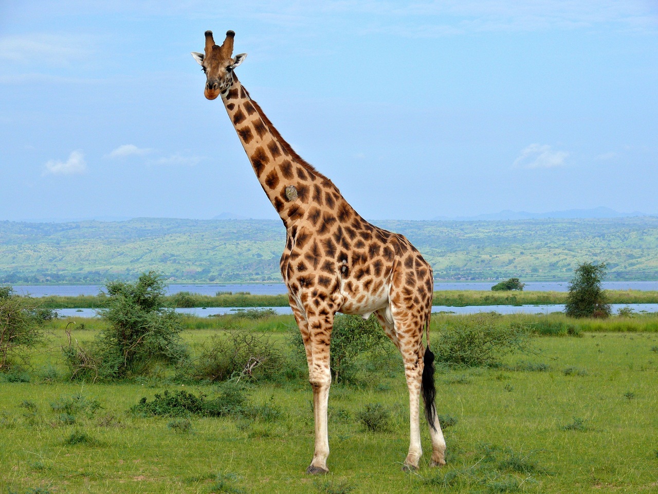 Жираф обладает чутким слухом и острым зрением
