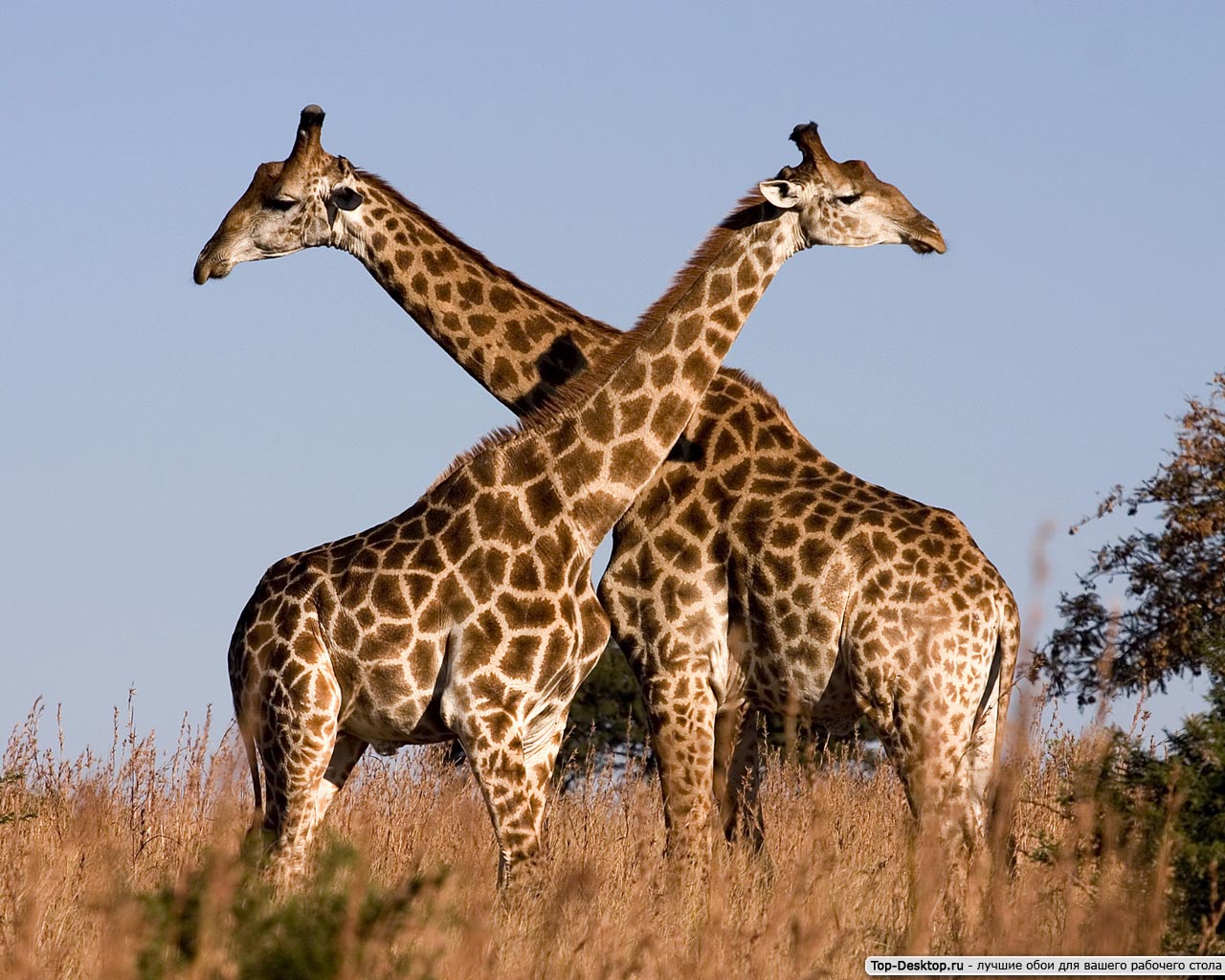 Жирафы вызывали и вызывают восхищение с доисторических времён