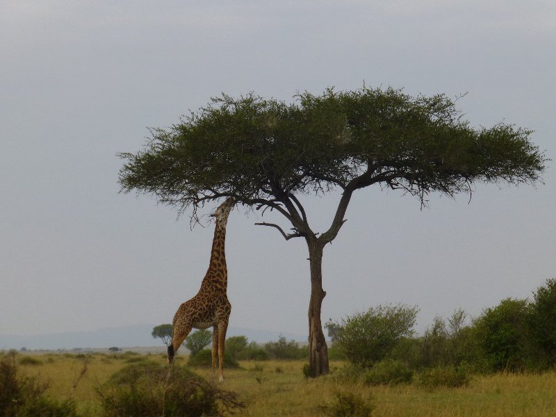 С виду жираф очень непропорционален