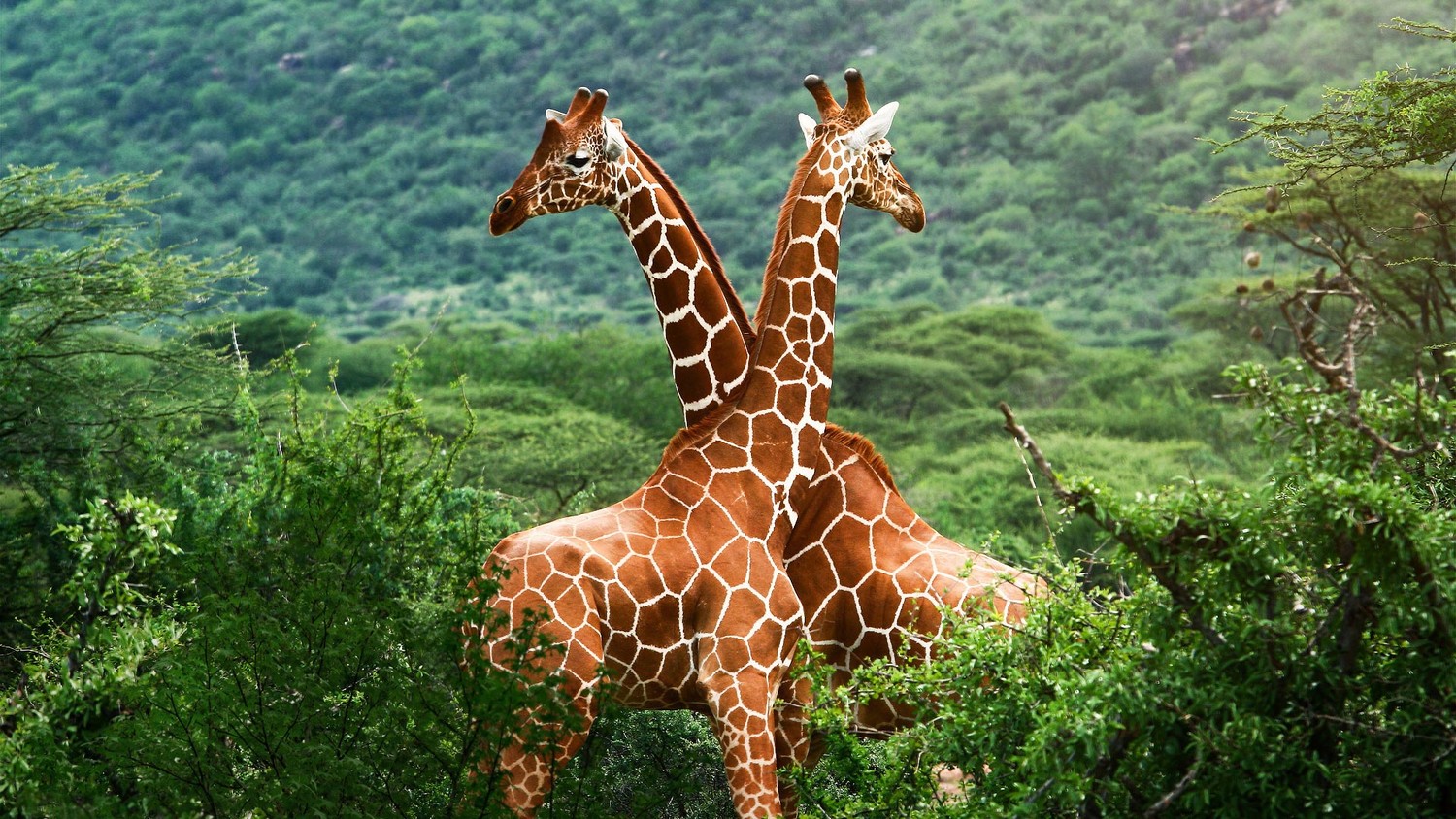 Бегает жираф очень быстро