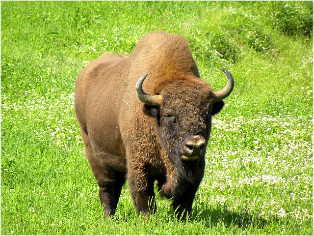 Предки современного бизона — первобытные зубры
