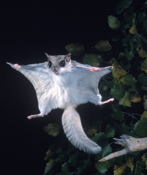 Белка-летяга — ещё меньше по размерам ассапан — ceвероамериканская летучая белка