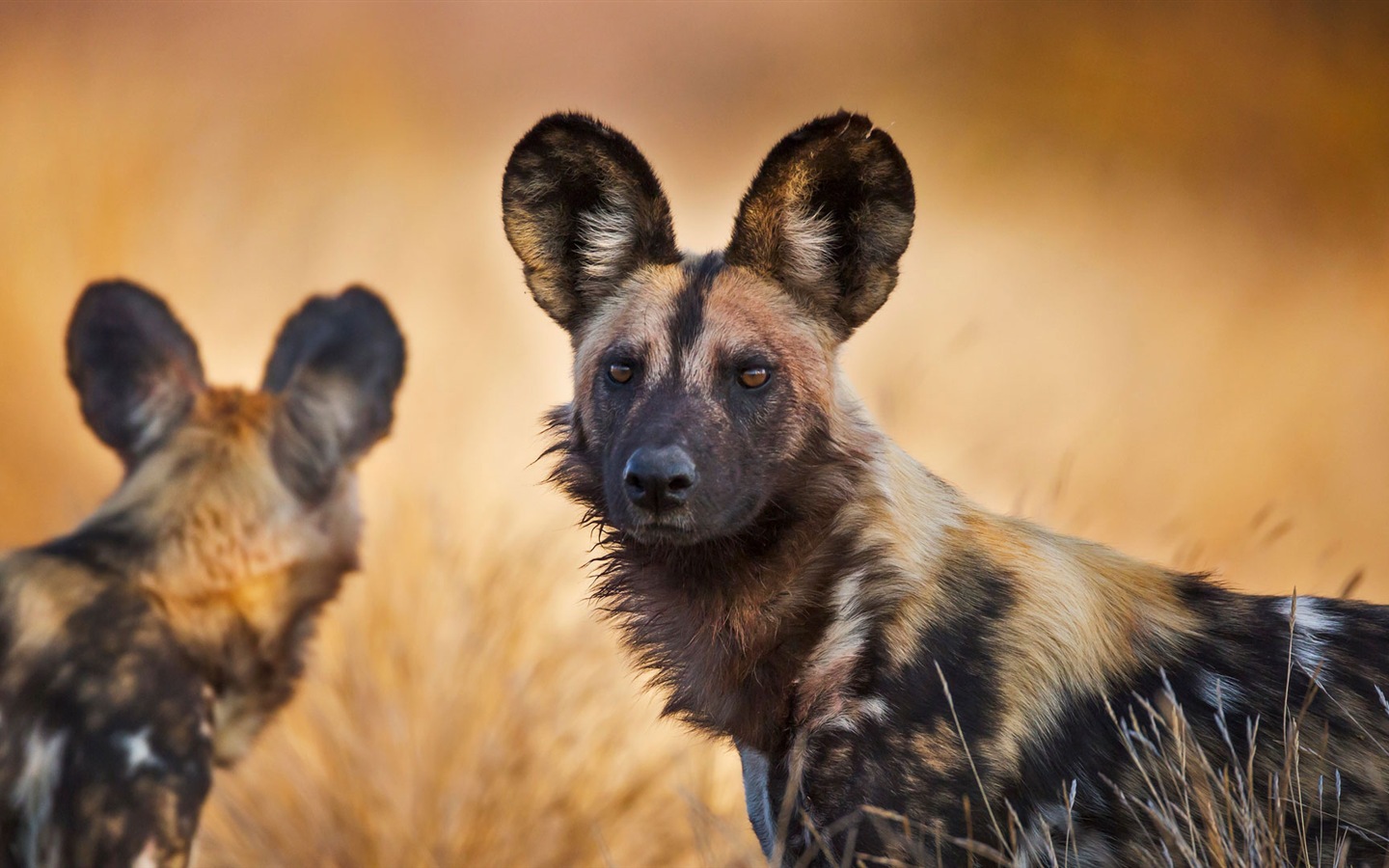 Морды у гиеновых собак вполне собачьи, только уши полукруглые