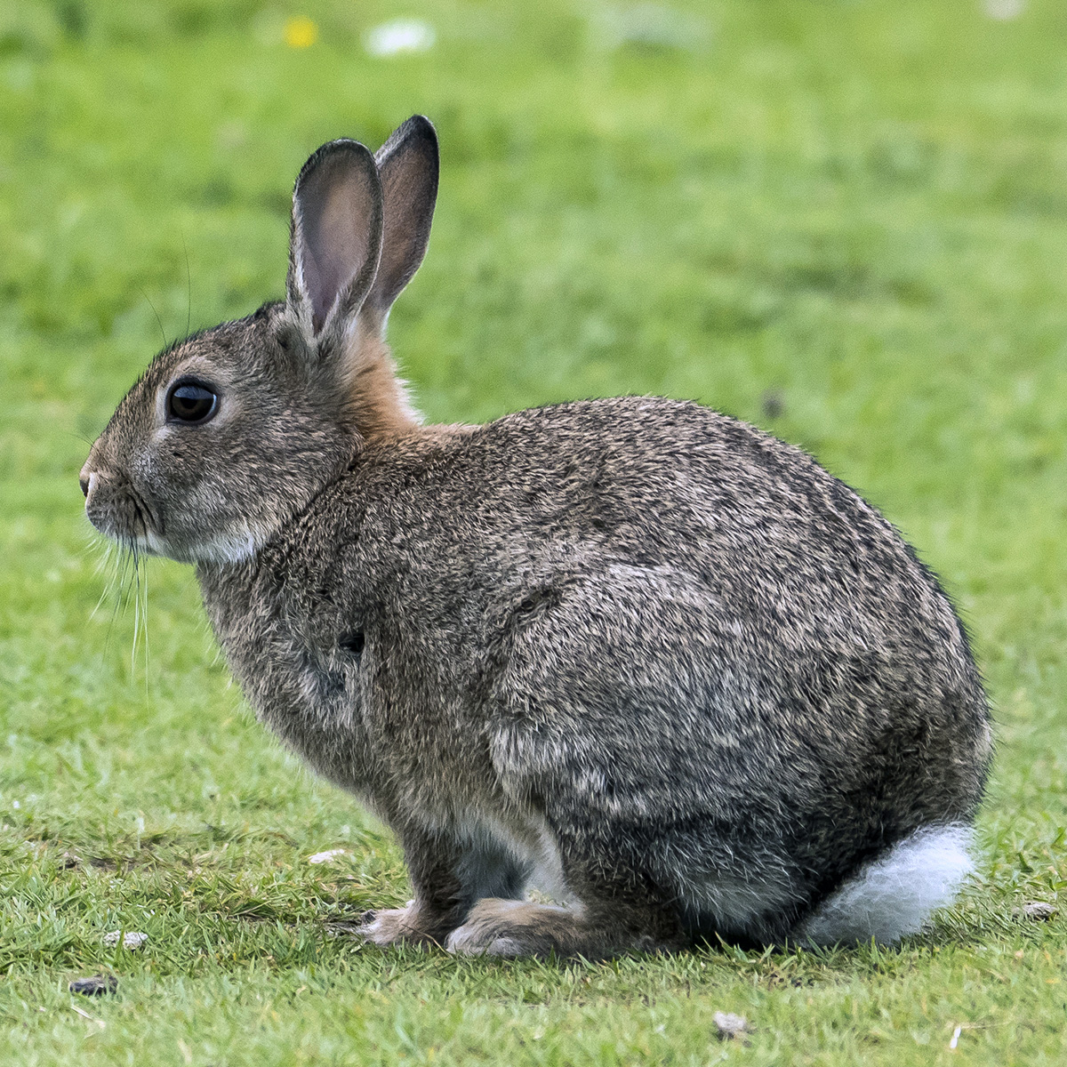 В отличие от зайцев, кролики меньше ростом