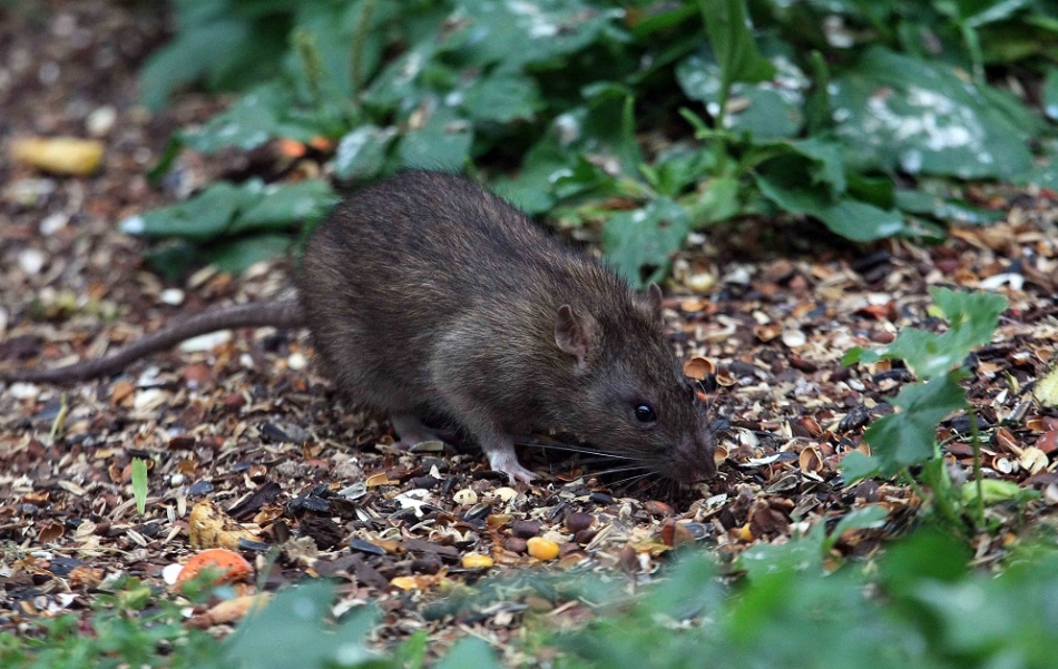 Чёрные крысы в средние века терроризировали всю Европу