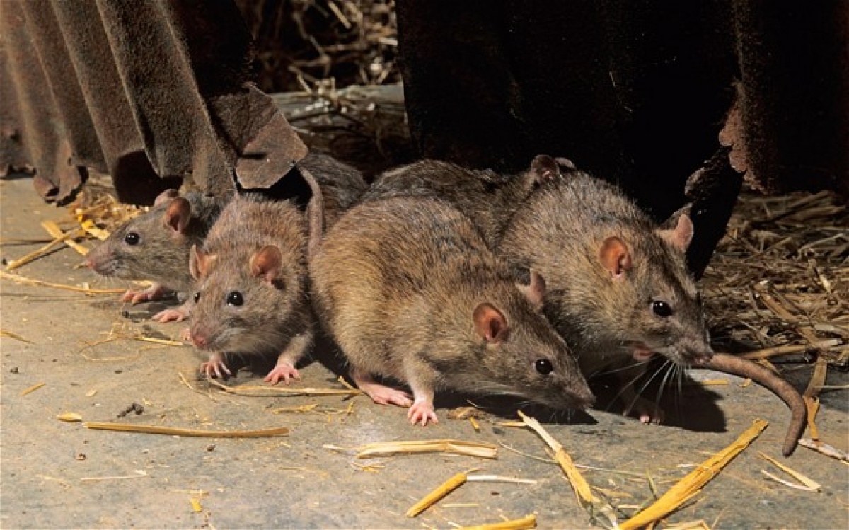 Крысы великолепно переносят самые тяжёлые условия жизни