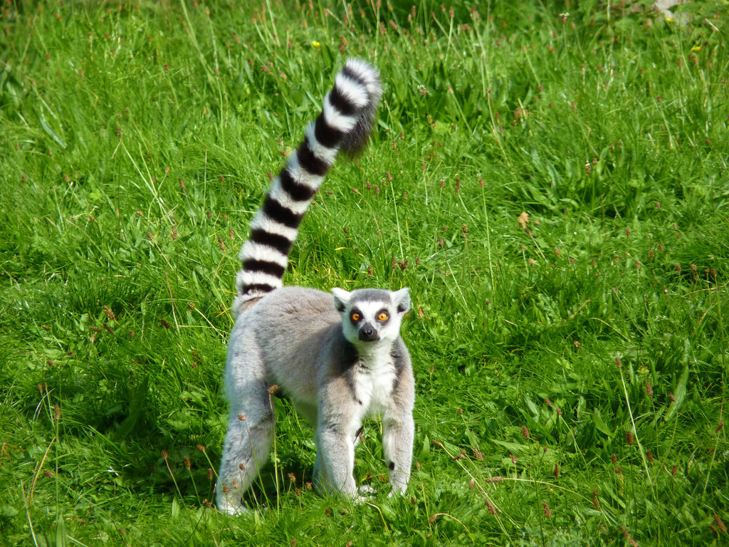 Лемур - живёт на Мадагаскаре в лесах