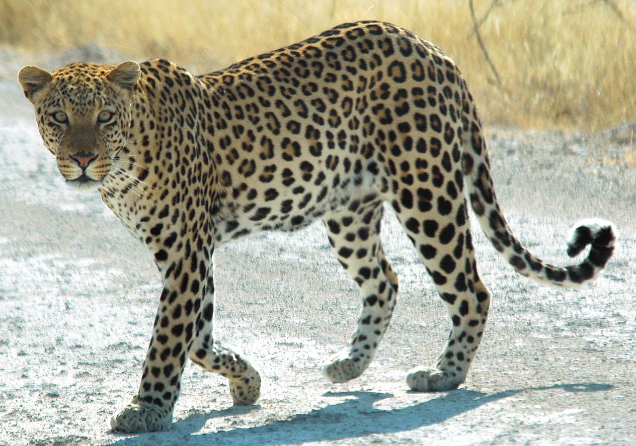Любимые жертвы леопардов – антилопы и молодые буйволы