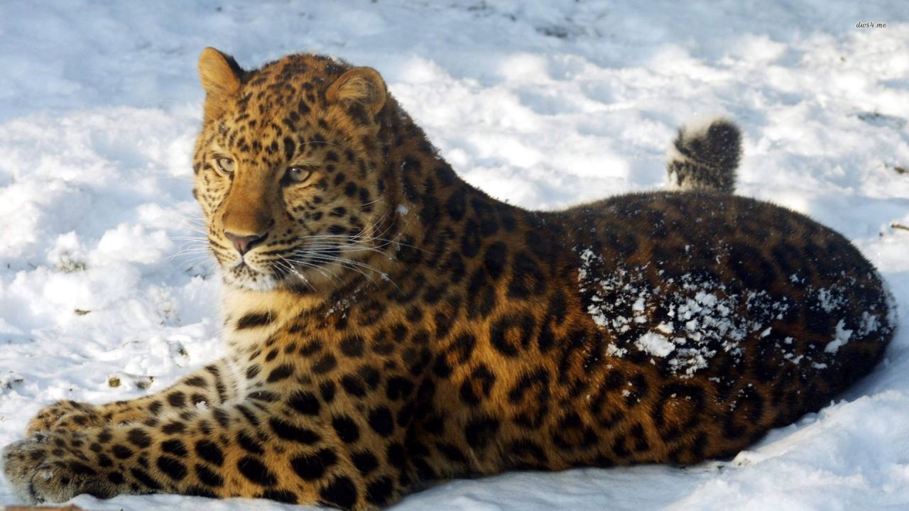 Леопарды обычно ведут ночной образ жизни