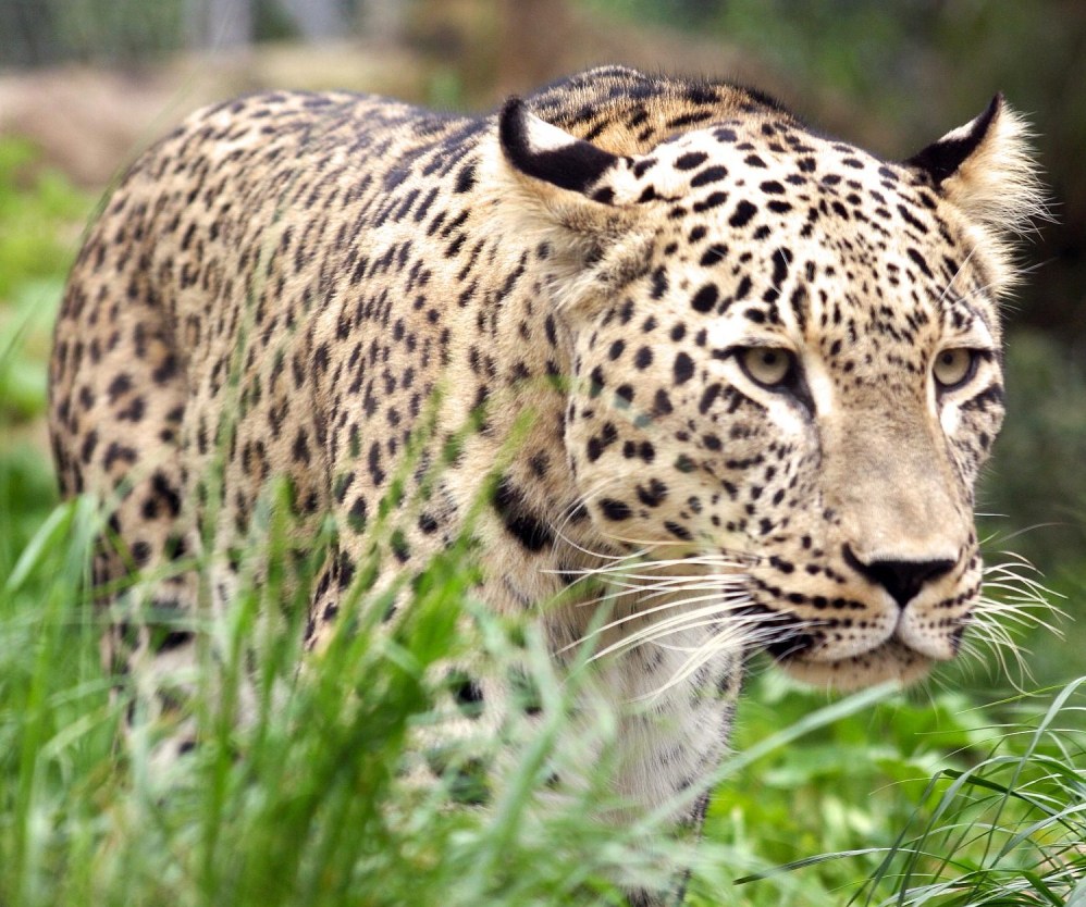 Леопарды прекрасно себя чувствуют и при температуре ниже нуля, и в палящем зное пустыни