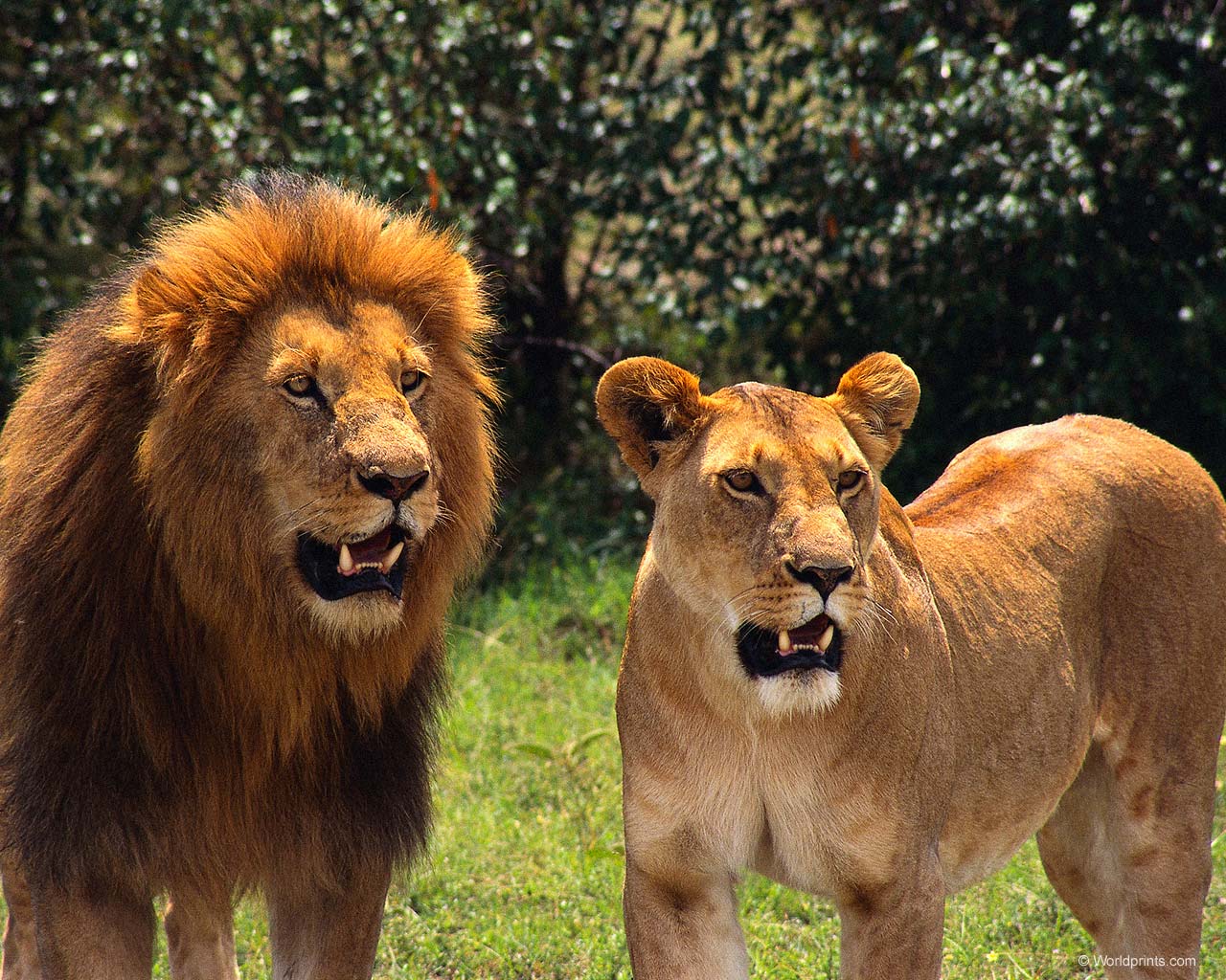 Среди кошек только у львов легко отличить самца от самки