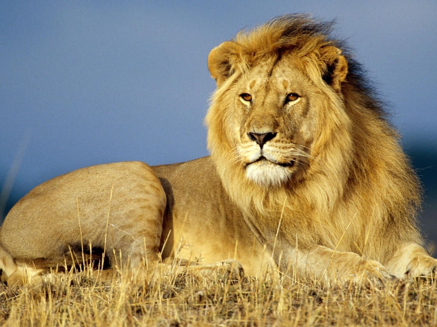 Так почему же лев — владыка зверей?