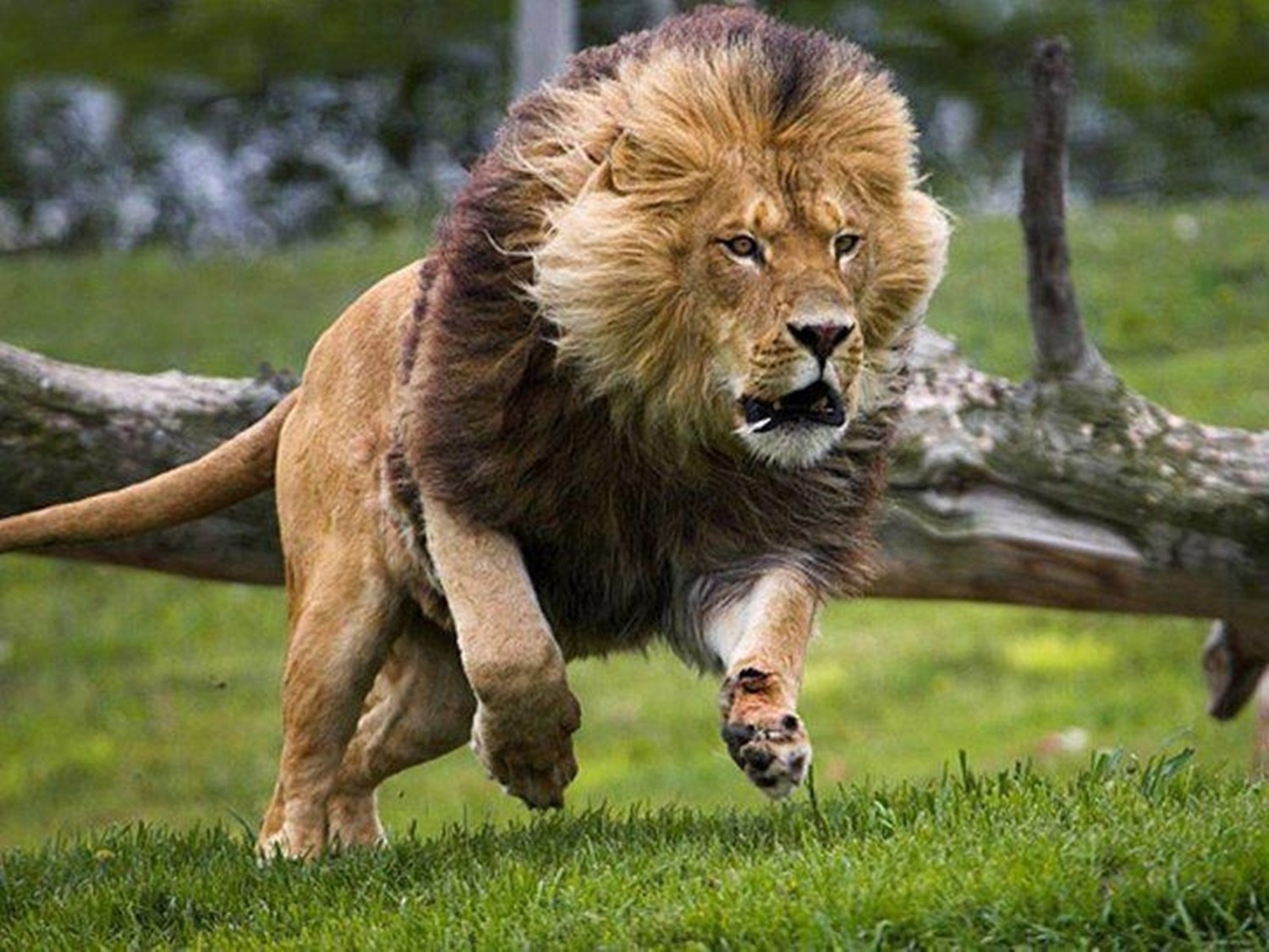 Среди крупных кошек со львом по величине соперничает только тигр