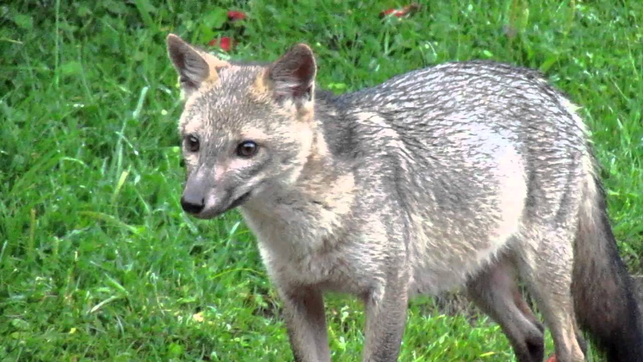 В Южной Америке водится лисица-крабоед