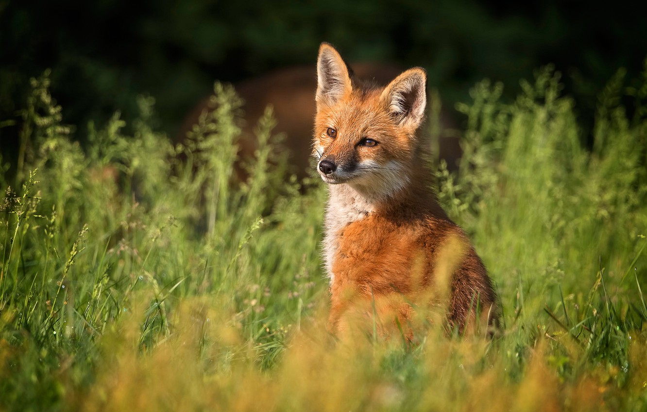 Рыжая лисица может жить где угодно