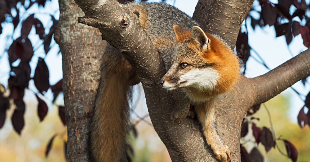 Серая лисица обитает на всей территории США