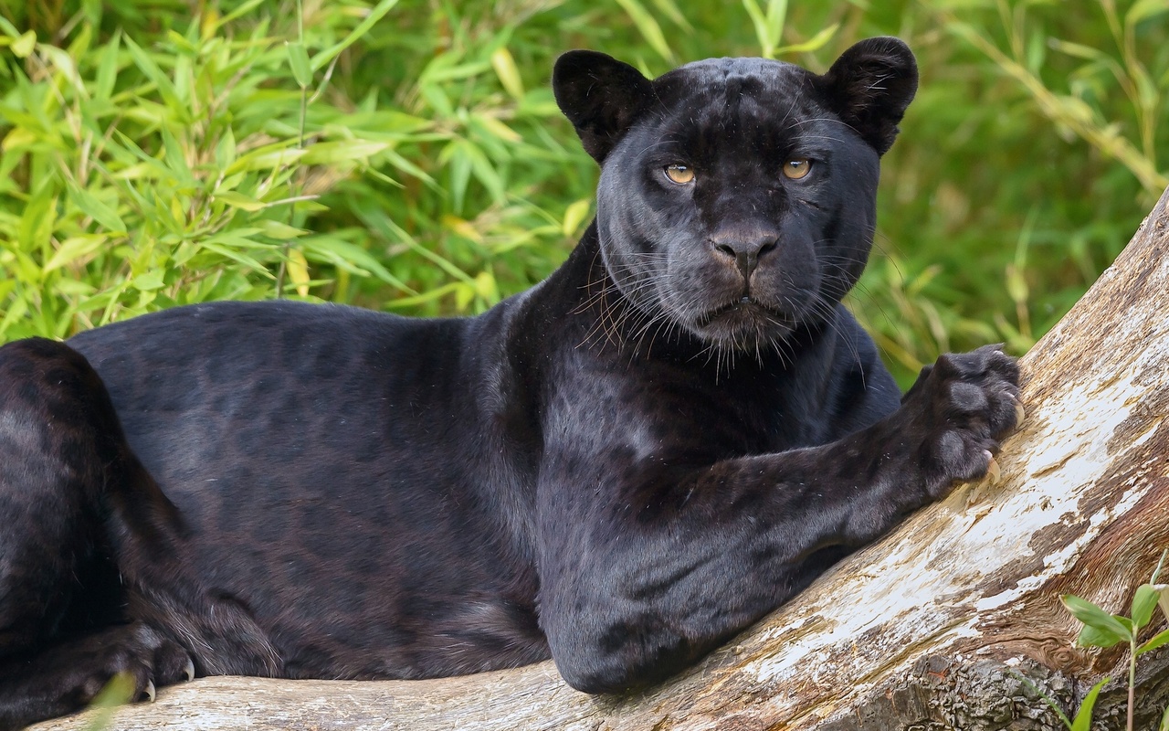 Чёрные пантеры – это просто тёмноокрашенные леопарды