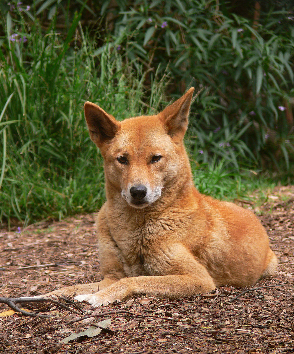 Собака динго обитает в лесах и степях Австралии