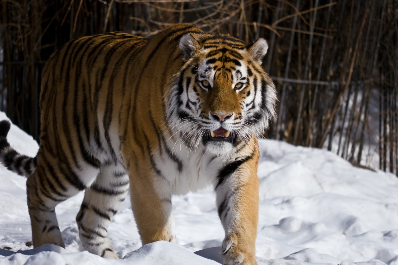 Амурские тигры достигают в длину трёх с половиной метра