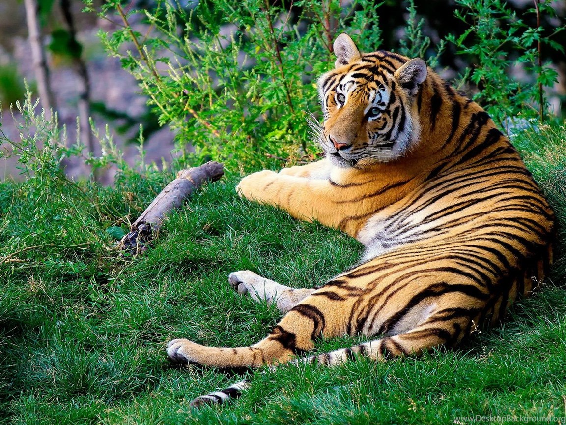 Южные, бенгальские тигры гораздо мельче
