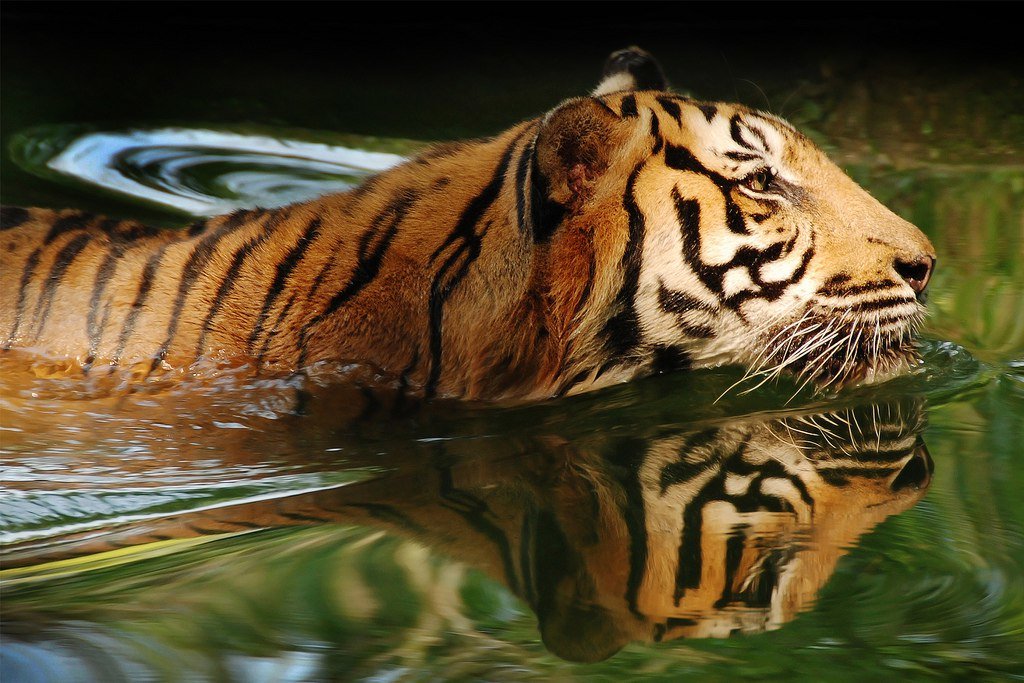 Принято считать, что родина тигров – Юго-Восточная Азия