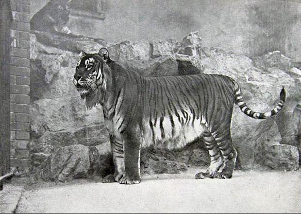 Обитали тигры и на Кавказе — его называли закавказский тигр