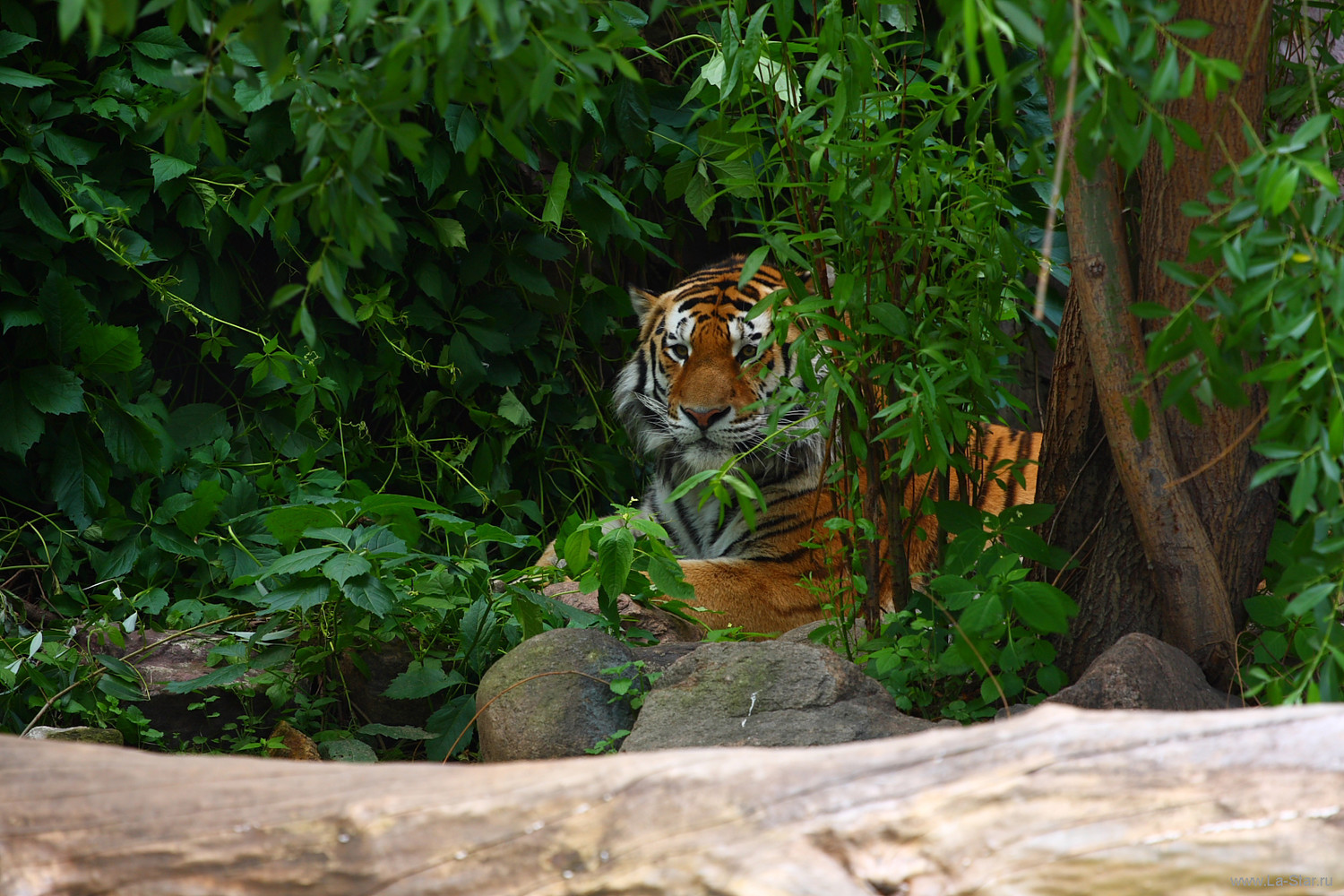 Тигр – охотник-одиночка