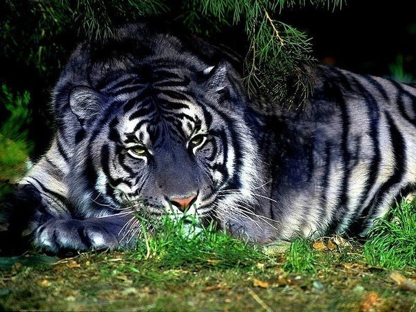 Тигр – вечный бродяга
