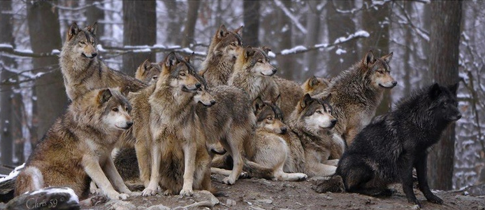 Волчья стая может состоять и из двух, и из 36 волков