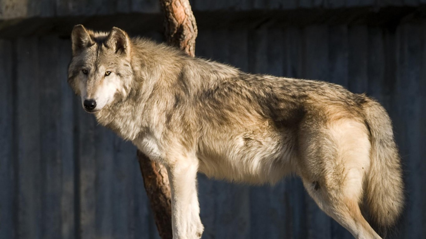 Длина взрослого волка от кончика носа до кончика хвоста равна двум метрам