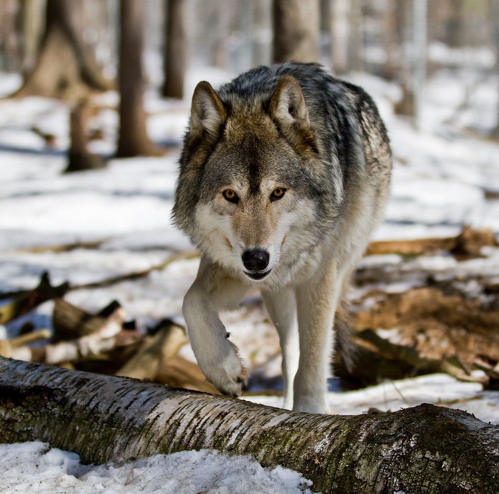 Волк - хищник леса