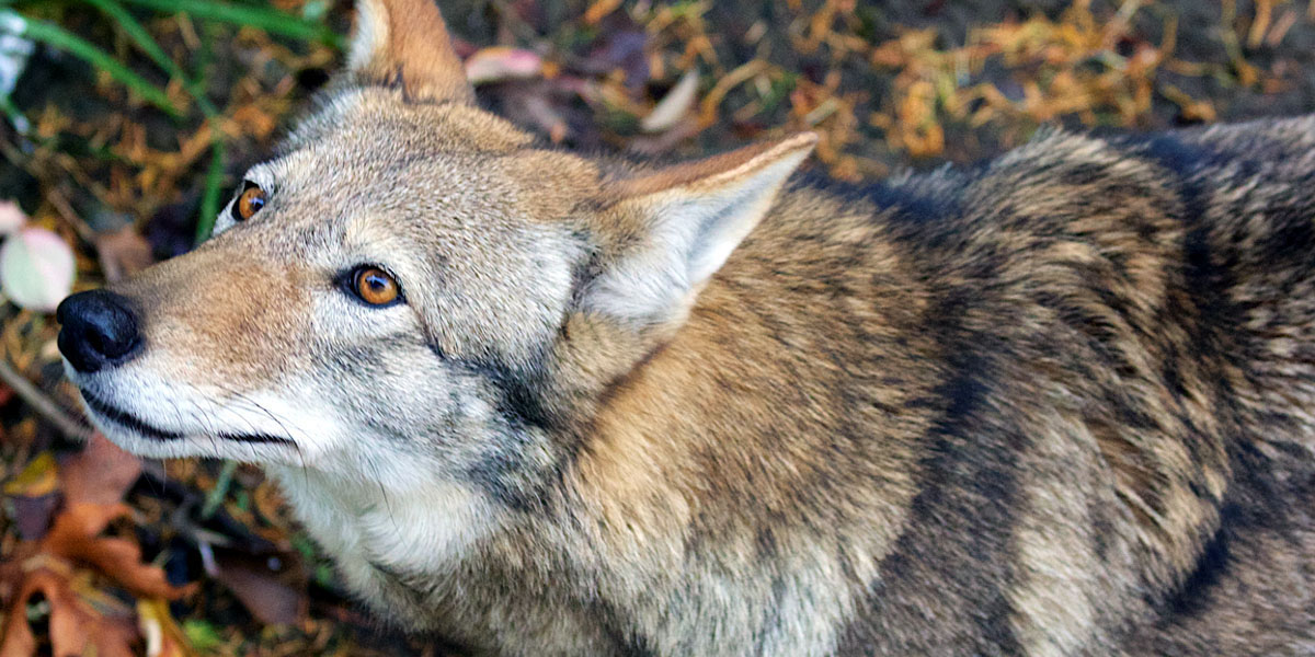 В глухих местах штатов Луизиана и Техас живёт ещё несколько сотен более мелких волков – это рыжий волк