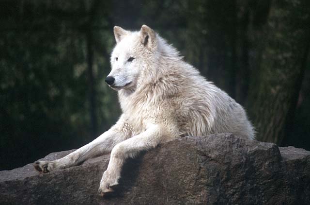 Волк тундровый - волки приспособлены к групповому образу жизни