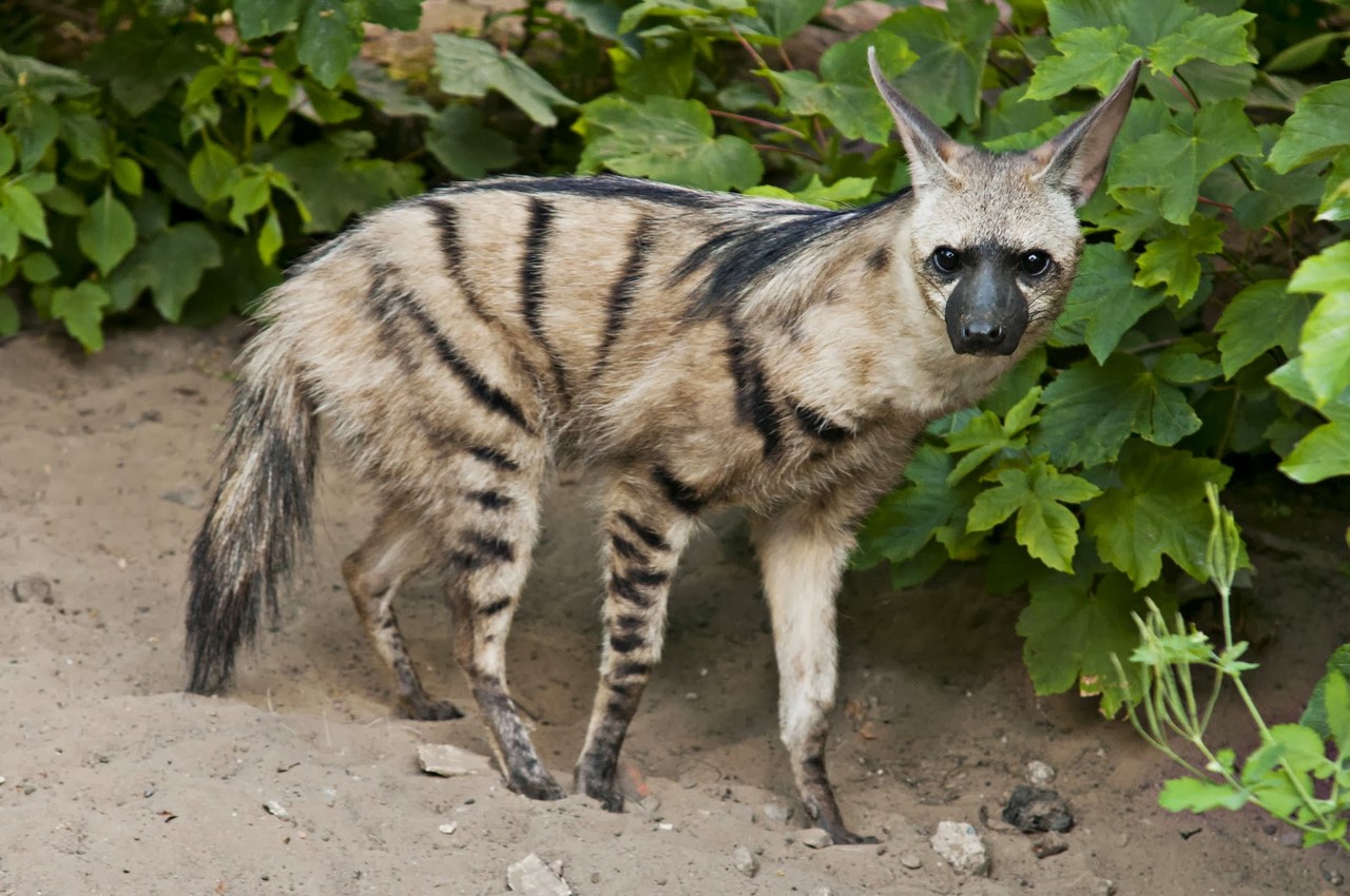 Земляной волк - небольшой робкий африканский гиеноподобный зверь