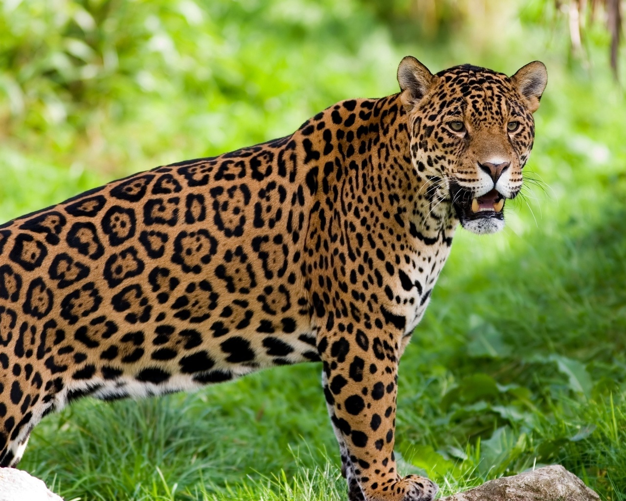 Ягуар - самая крупная кошка Южной Америки