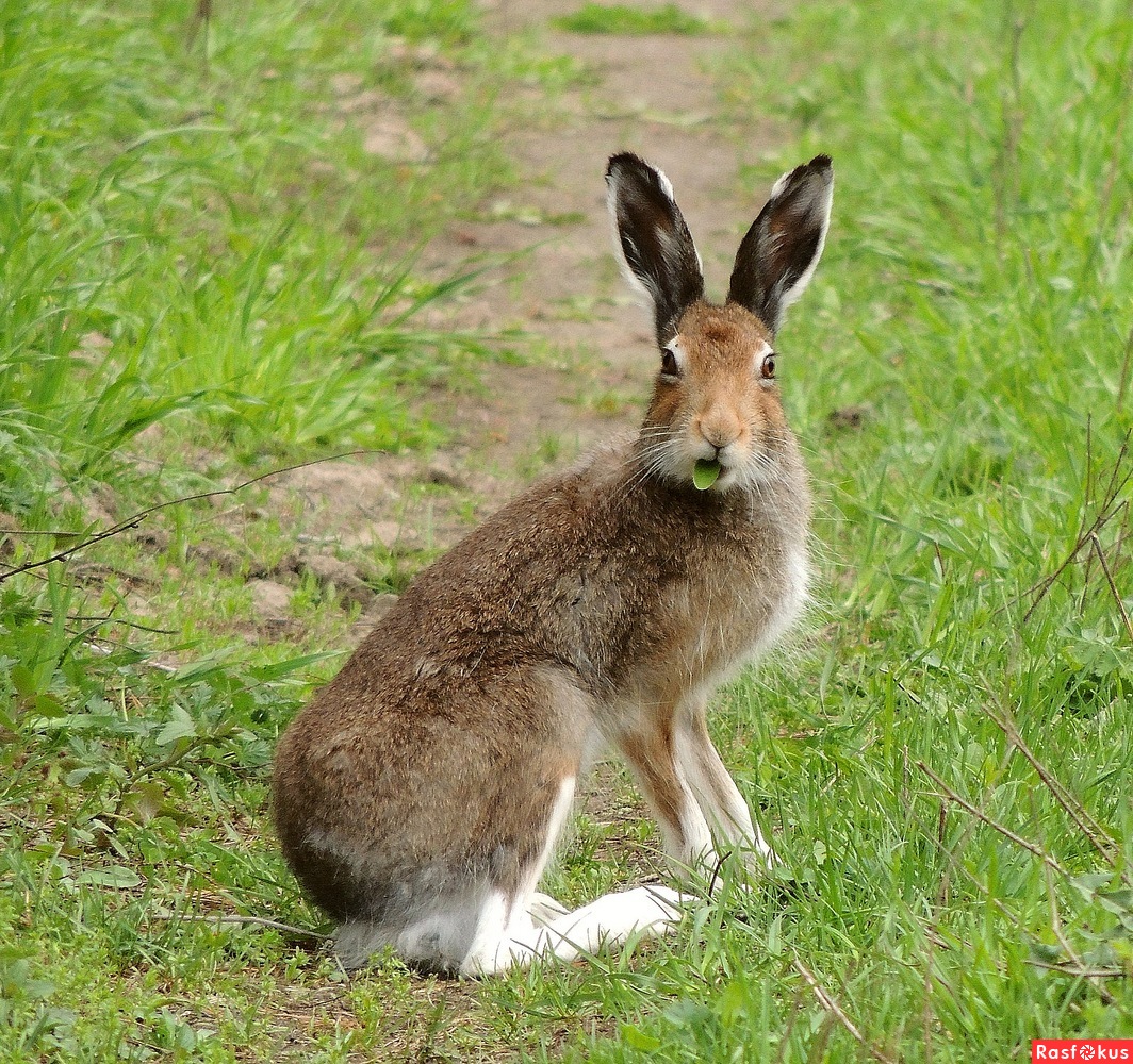 Заяц-русак живёт в полях и степях